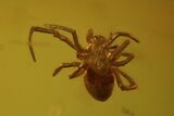 Detailed Fossil Spider, Fly And Wasp In Baltic Amber #73381-3